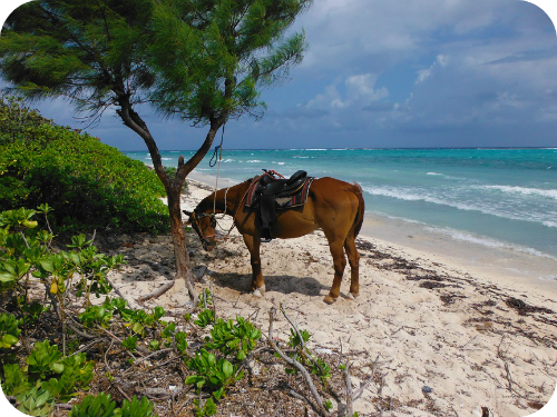 Horseback Riding Grand Cayman